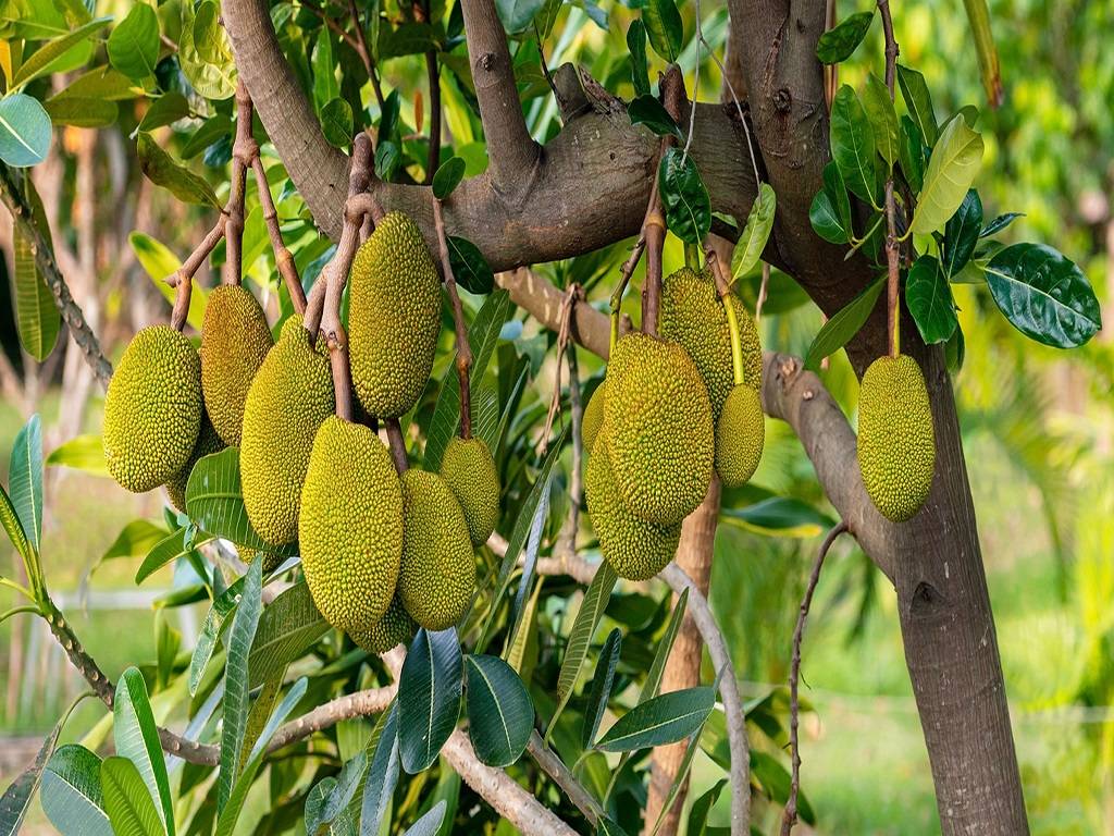 Jackfruit is an important raw material for vegan products.