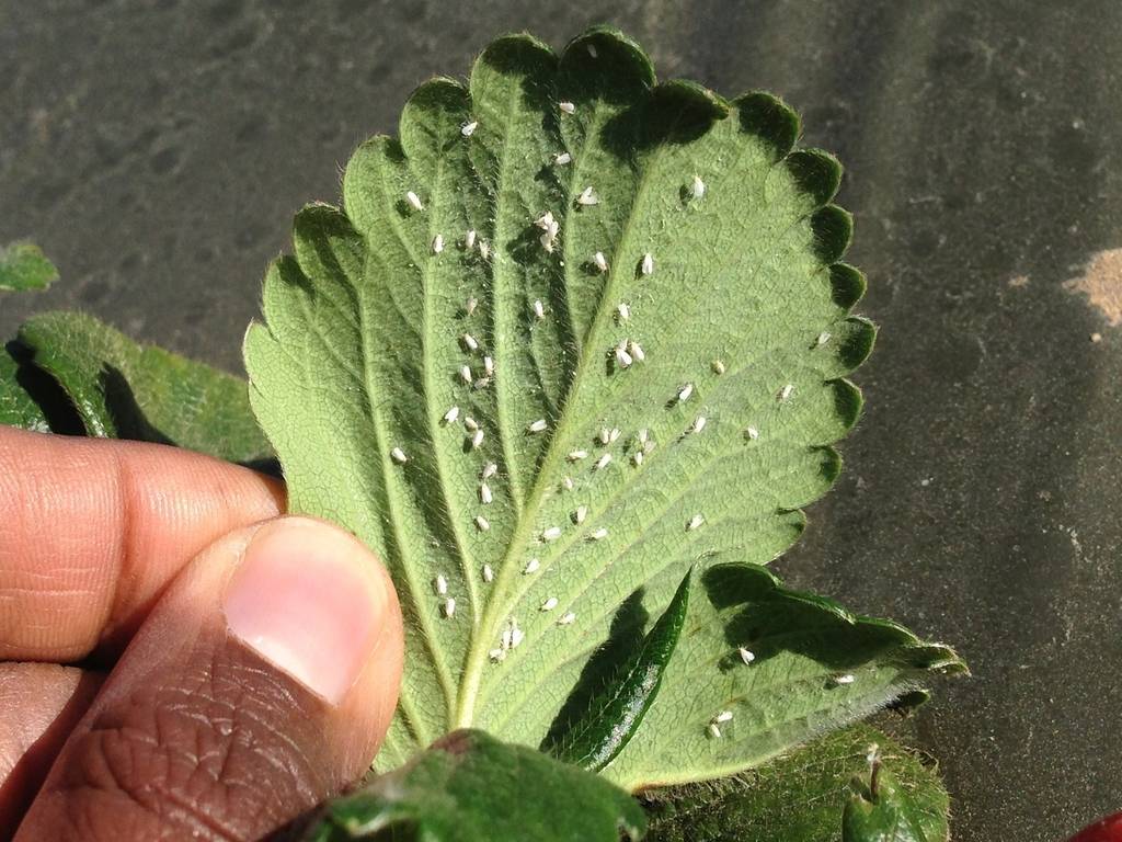 White fly attacks had been reported to the department, according to Dr. Rahul Katoch, deputy director of the agriculture department in Palampur.