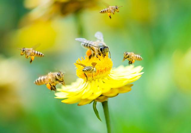 Bees & Flower:  A Symbiotic Relationship