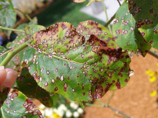 Diseased Leaves