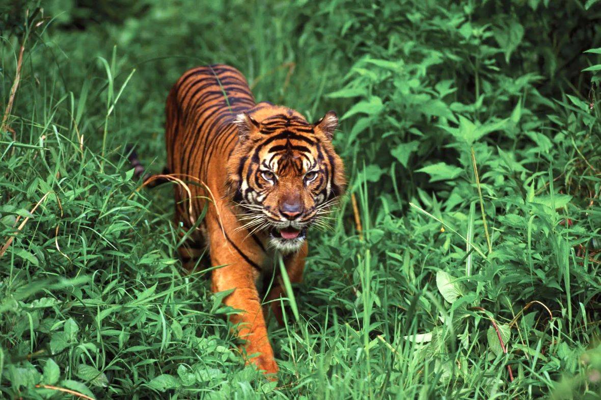 Tiger Roaming in Jungle (Save the Nation Pride!!)