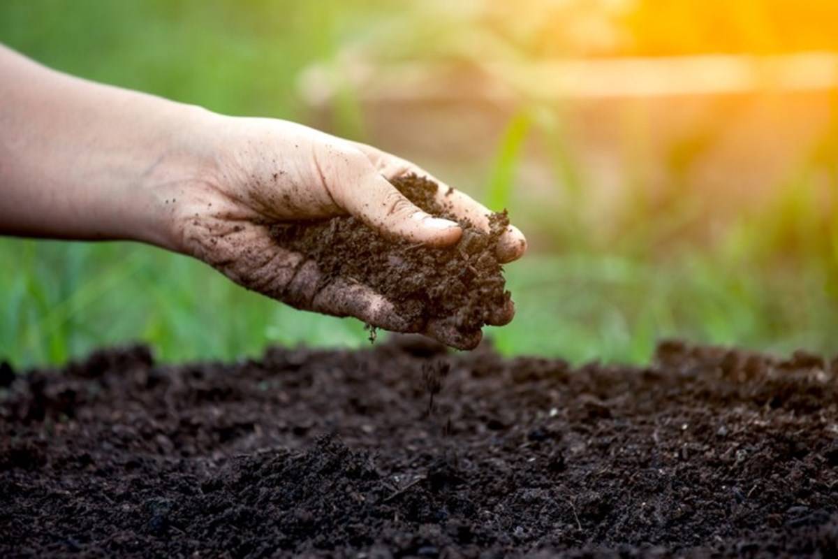 According to FAO, programmes have been launched to increase the amount of organic matter in soil "by implementing practices such as cover crops, crop rotation, and agroforestry."