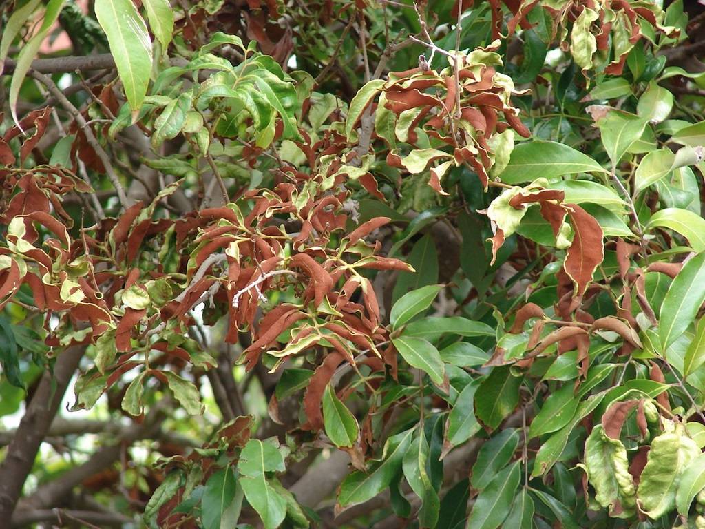 In Bihar, there has been a severe infestation between March and September, and a population decline between November and February.