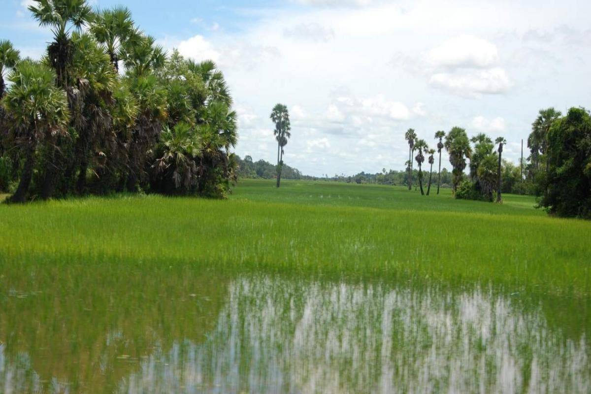 Paddy Field