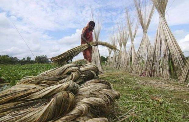 Jute Farmer