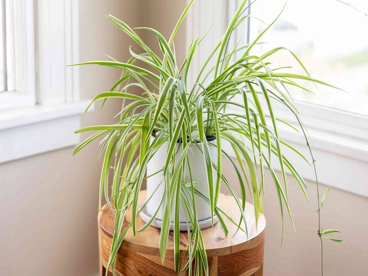 People who are sensitive to dust, pollen, or pet dander should grow this indoor plant.