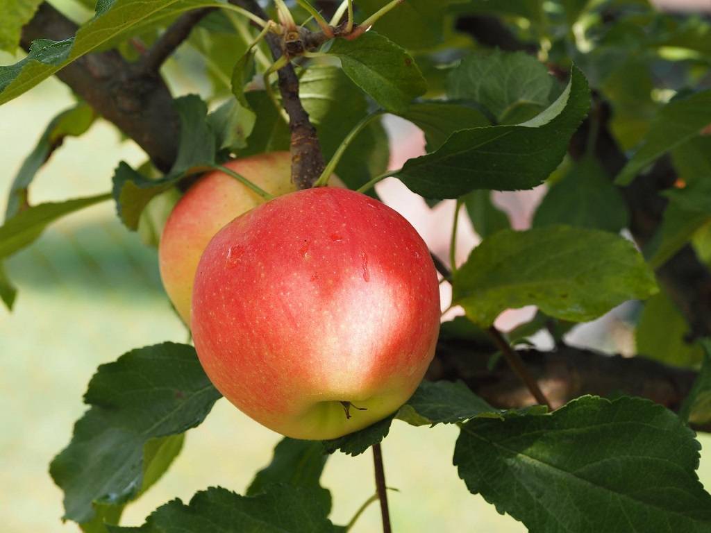 The mountainous area is the origin of a huge variety of fresh apples.