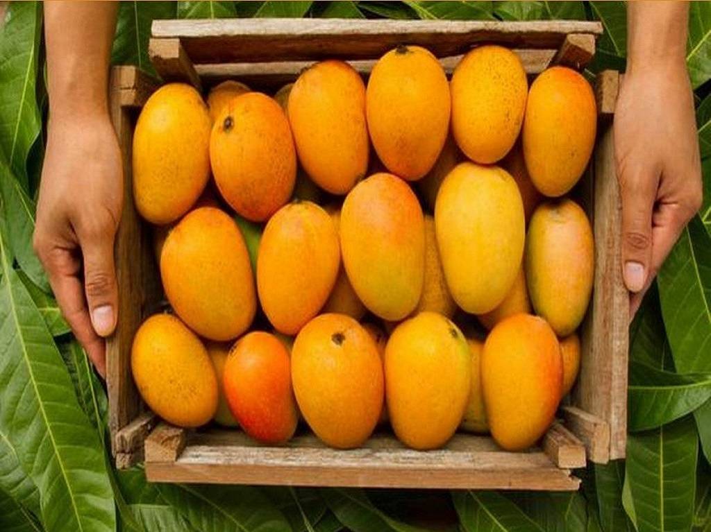 Alphonso mangoes, which are delicious, are also cultivated in abundance in Ratnagiri and Palshet.