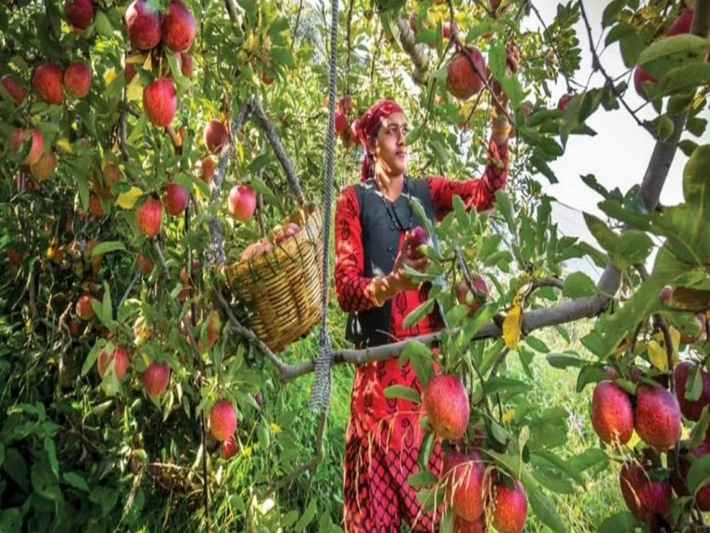 Below is a list of India's best fruit-picking destinations, where you can get your hands dirty, and reap some delicious rewards.
