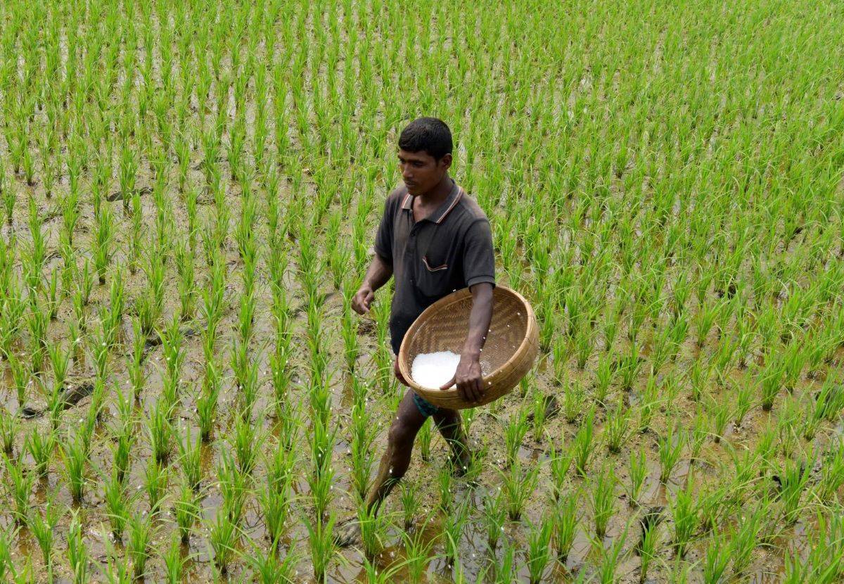 Bangladeshi Farmer spraying fertilizer in his field