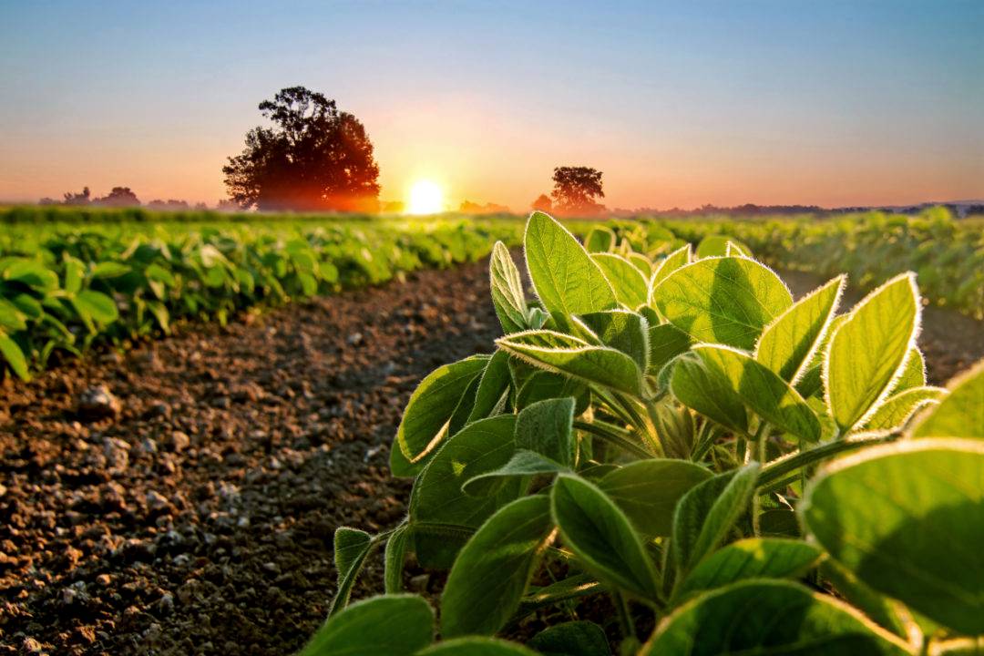 Soyabean Field