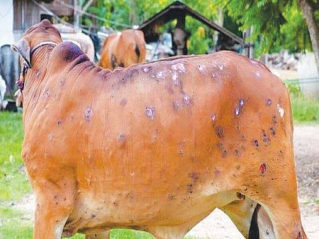 The official informed that around 94,000 cases of the viral infection that affects livestock have been reported, which was originally detected in cattle in districts adjoining Gujarat.