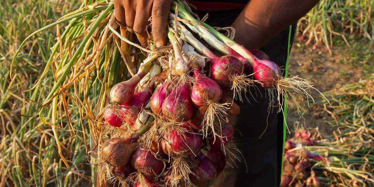 Cultivation of Big Onion at Kanthalloor, Idukki District, Kerala