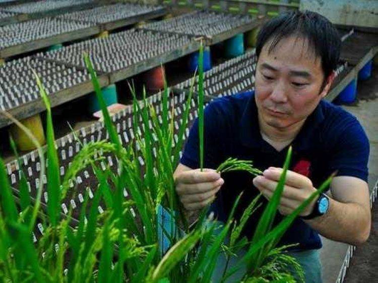 Gene Editing in Rice