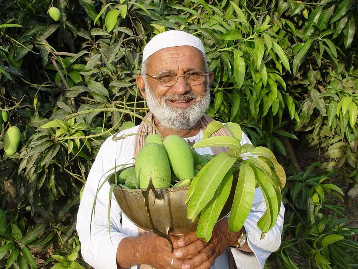 A well-known mango grower, Haji Kalimullah Khan has been producing distinctive hybrids and named them after public personalities for decades now.