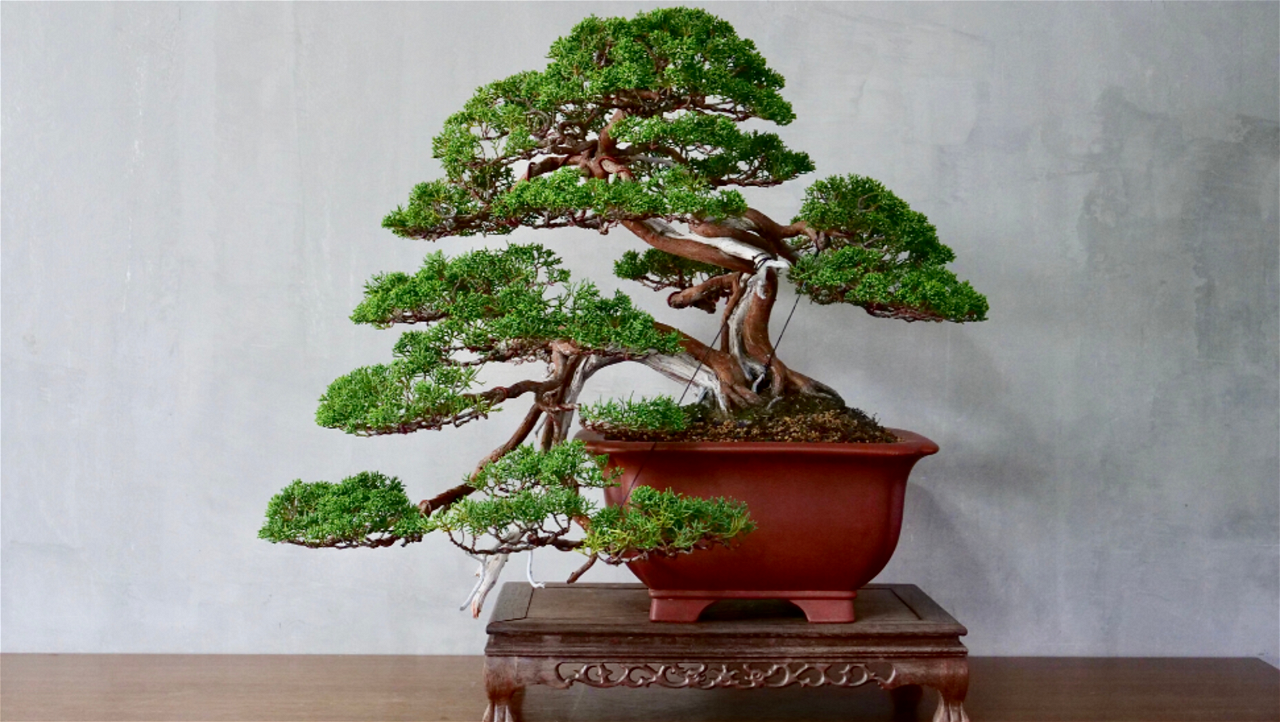 Anita explains that cultivating bonsai is entirely different from regular gardening.