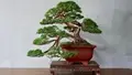 Learn How to Grow Miniature Trees from the ‘Mother’ of 225 Bonsai Trees