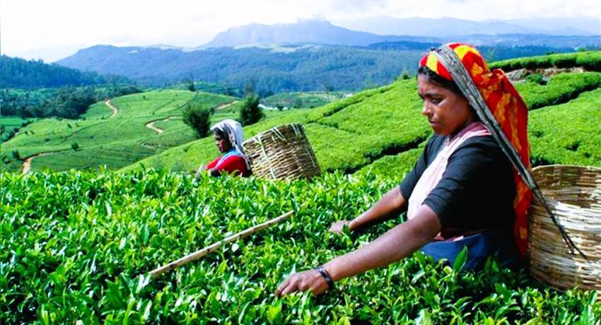 Tea leaf plucking by women farmers