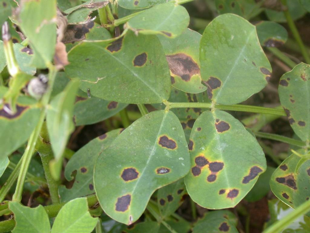 Tikka disease is a disease caused by a pathogenic fungus, Cercospora personata.