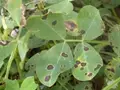 Groundnut Crop: Tikka Disease and Its Management