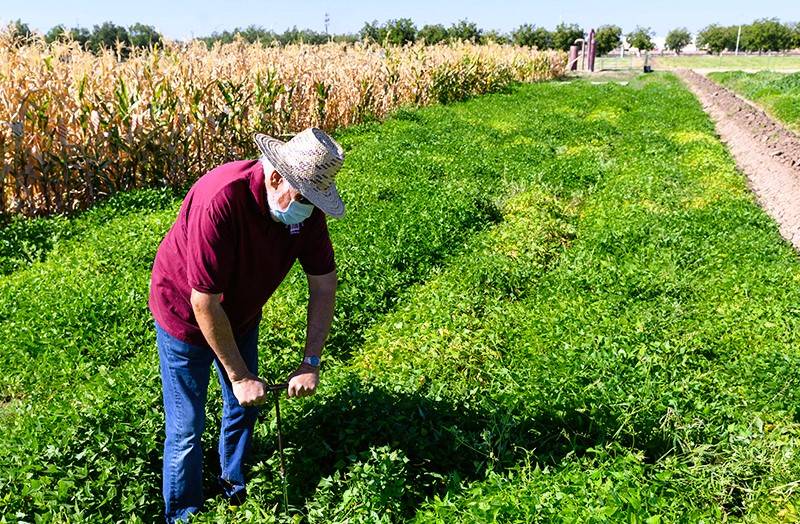 Tepary Beans Farming