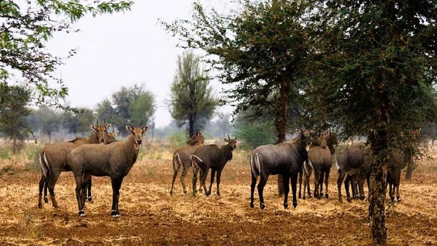 Nilgai