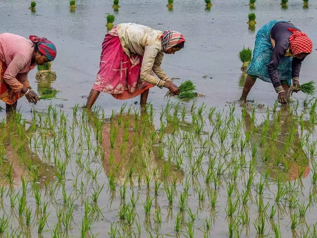 West Bengal produces 16 million tonnes of Kharif paddy over an area of 4.2–4.4 million hectares. The state's rice production is 15.57 mt.