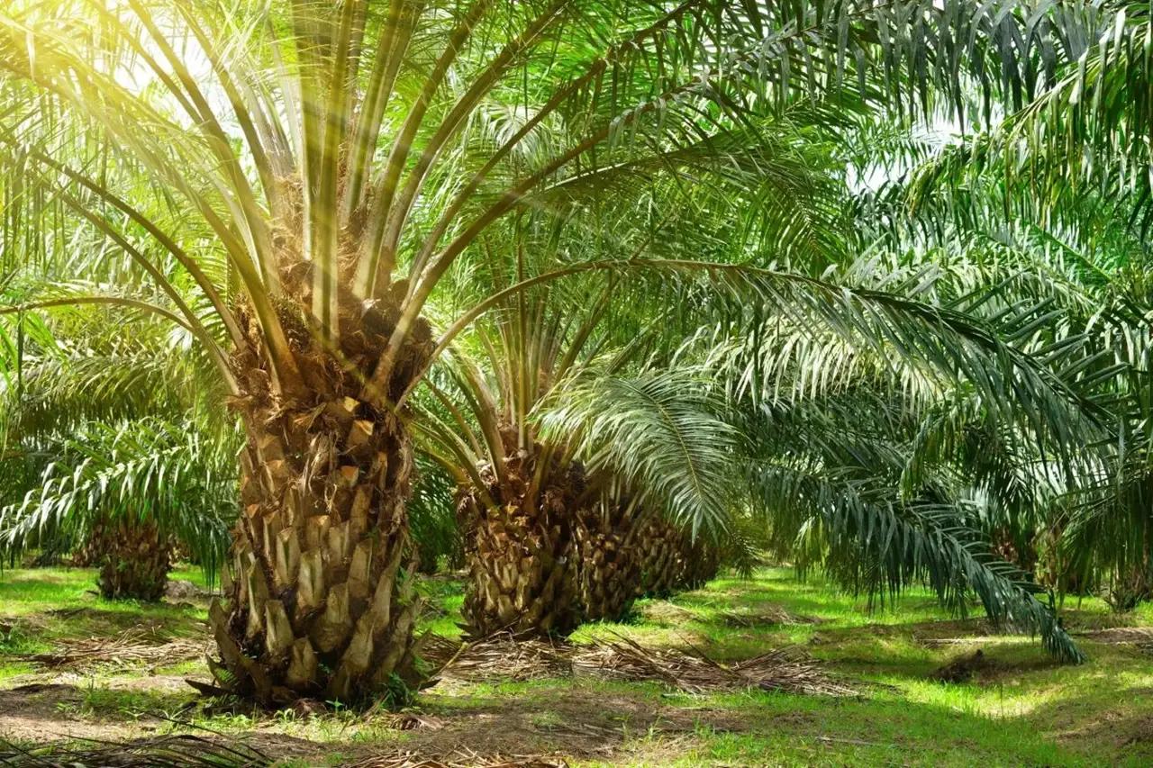 Oil Palm Culivation