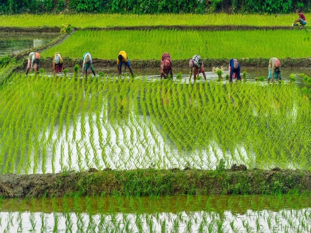 A shortage in rice production will impact global trade, especially in a year when wheat production has decreased.