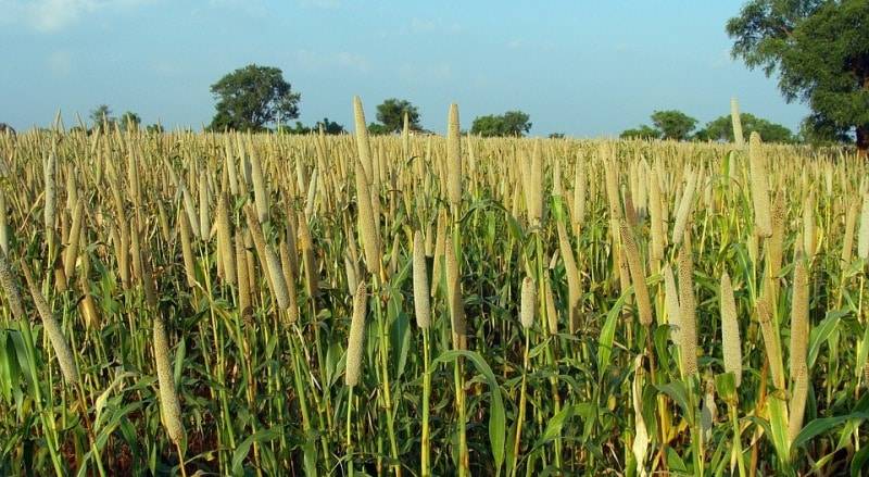 The FPO also has a custom hiring center where farmers can rent farm machinery. As a result of demonstrated crop cultivation techniques and Good Agricultural Practices to FPO farmers, average crop productivity increased by 30-50%.