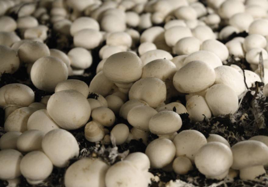 mushroom farming