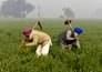 PM Kisan: Government Looking for Over 9 Lakh Ineligible Farmers in This State
