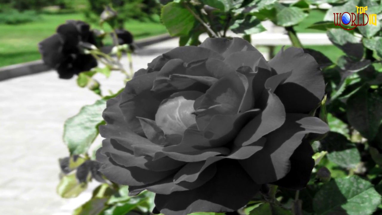 Short Guide On How To Grow Mystical Black Roses At Home