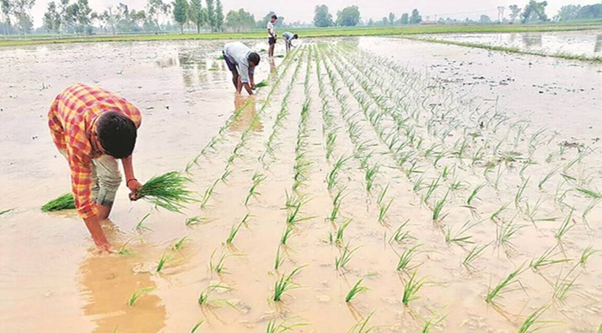 However, many are concerned that the reduced area under paddy cultivation will result in low paddy production this year, causing a double whammy for India.