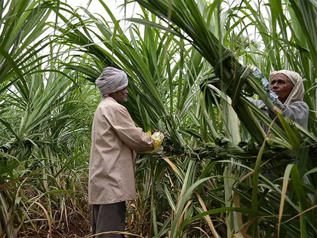 Aam Aadmi Government has given 100 crores as payment to the sugarcane farmers on Thursday and that it had been deposited in their accounts.