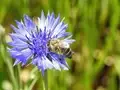 How to Grow and Care for Cornflower: A Great Medicinal Herb