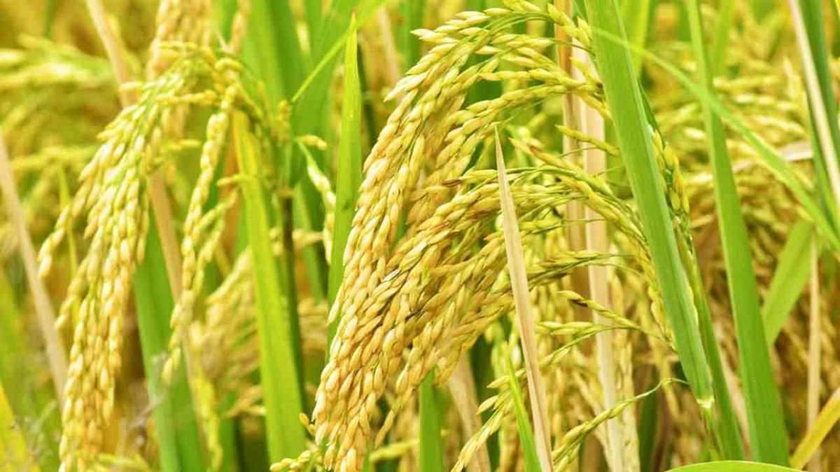 Exports of Basmati rice increased by 25.54 percent to USD 1.15 billion in April-June 2022-23, compared to USD 922 million in the same months last fiscal.