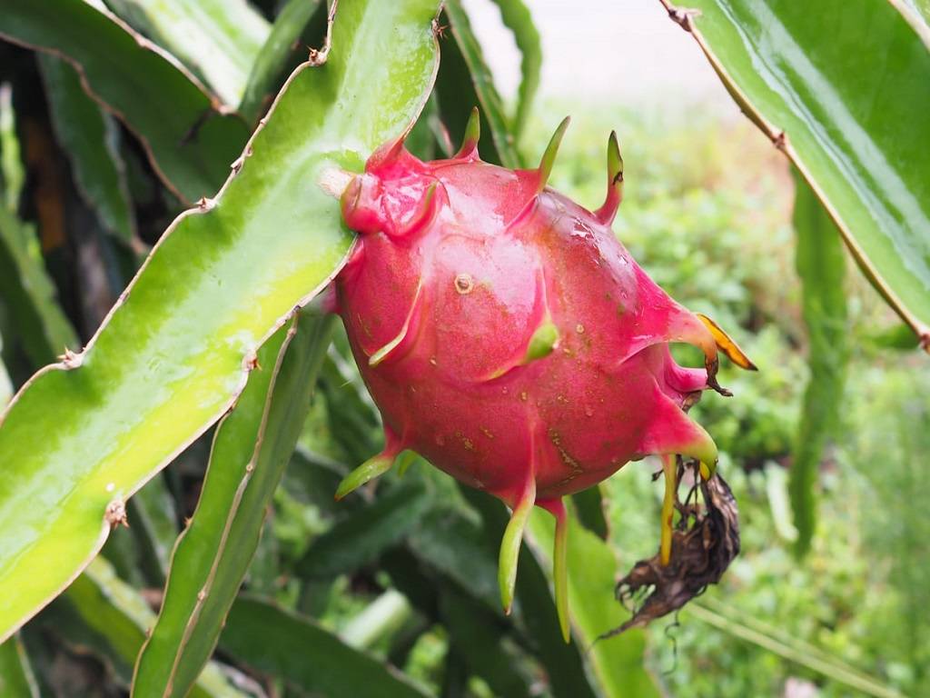 The essential vitamins and minerals found in dragon fruit are abundant, and it has low calories.