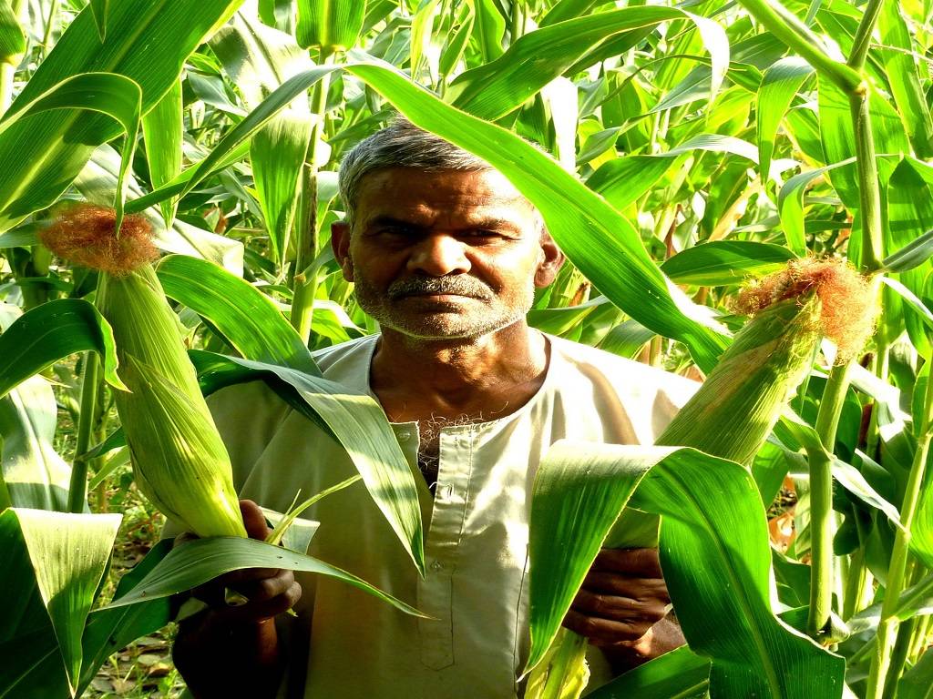 The production of the 3Ms-Maize, moong, and mustard, should be promoted rather than wheat and rice.