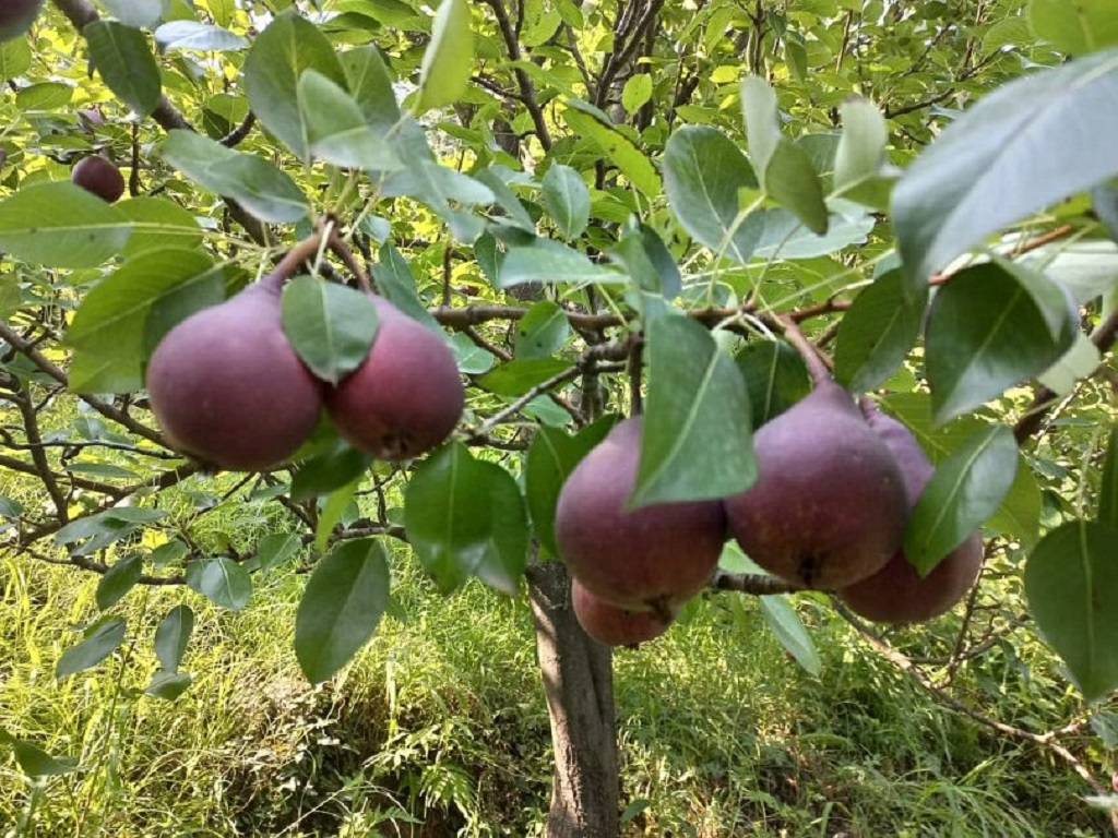 Shafi also collects 15 to 20 quintals of walnuts each year in addition to pears and apples.