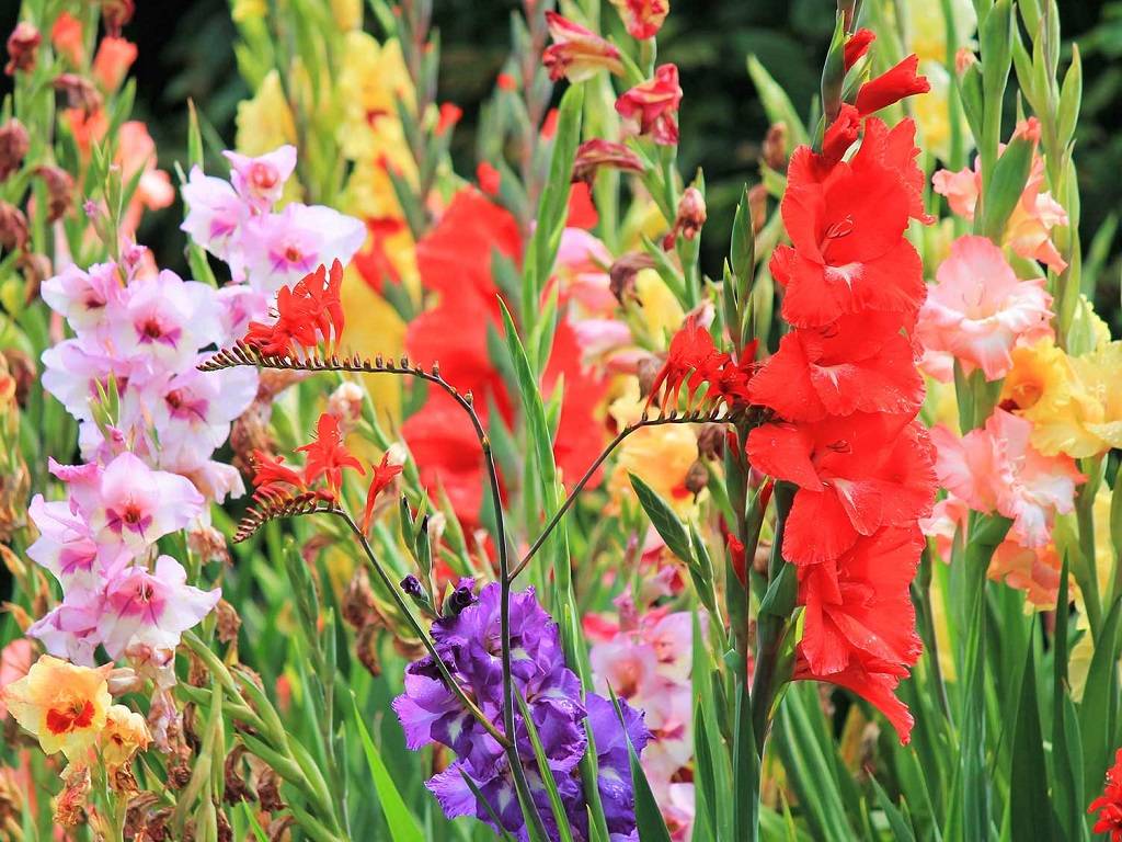 Gladiolus Cultivation: A Complete Guide for Beginners