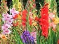Gladiolus Cultivation: A Complete Guide for Beginners