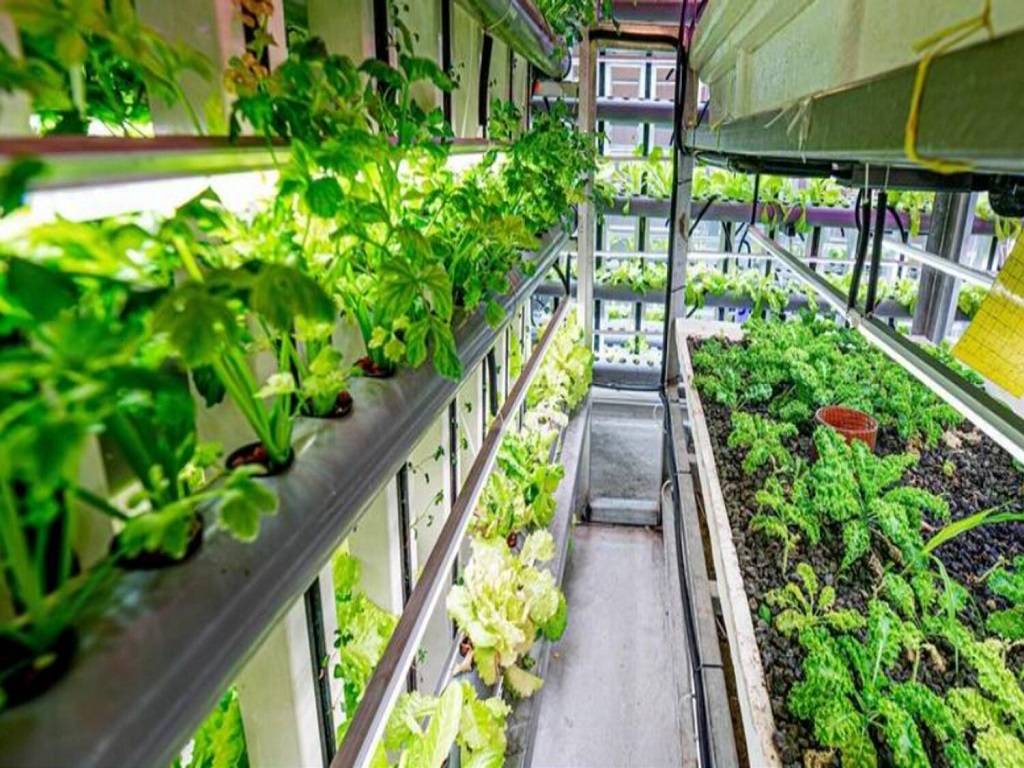 In July, Dubai-based airline Emirates, opened the world’s largest hydroponic farm to supply leafy greens for in-flight meals.