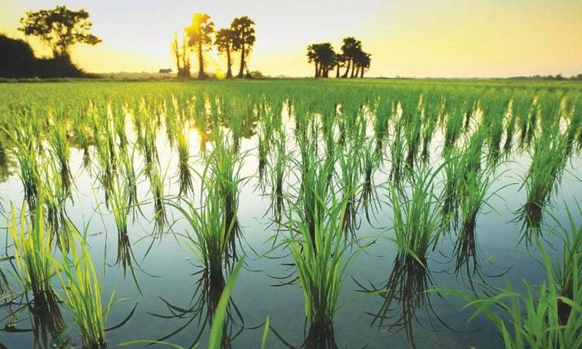 Rice, maize, gramme, pulses, rapeseed and mustard, oilseeds, and sugarcane production are expected to set new records