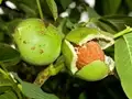 Walnut Cultivation: Land Preparation, Climate & Fertilizer Requirement, Best Varieties, Harvesting & Much More