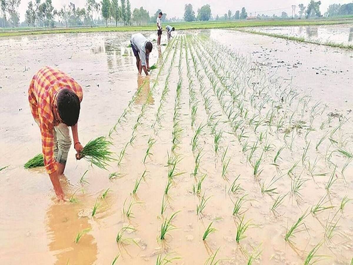 This came as a warning by experts at the end of the sowing season as unpredictable rainfall has also caused crop damage in several areas.