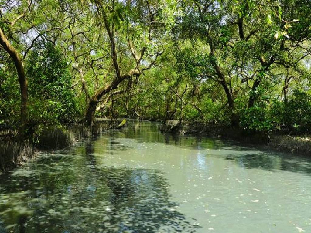Extreme deprivation of Mangroves in the area was identified based on a non-linear model.