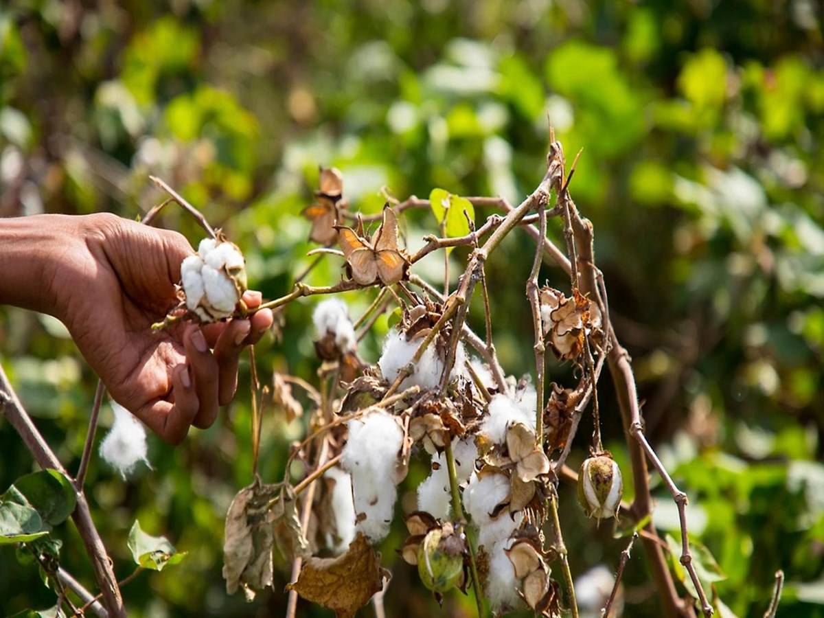 Some people are paying thousands of rupees on insecticides because they have decided to go with cotton.