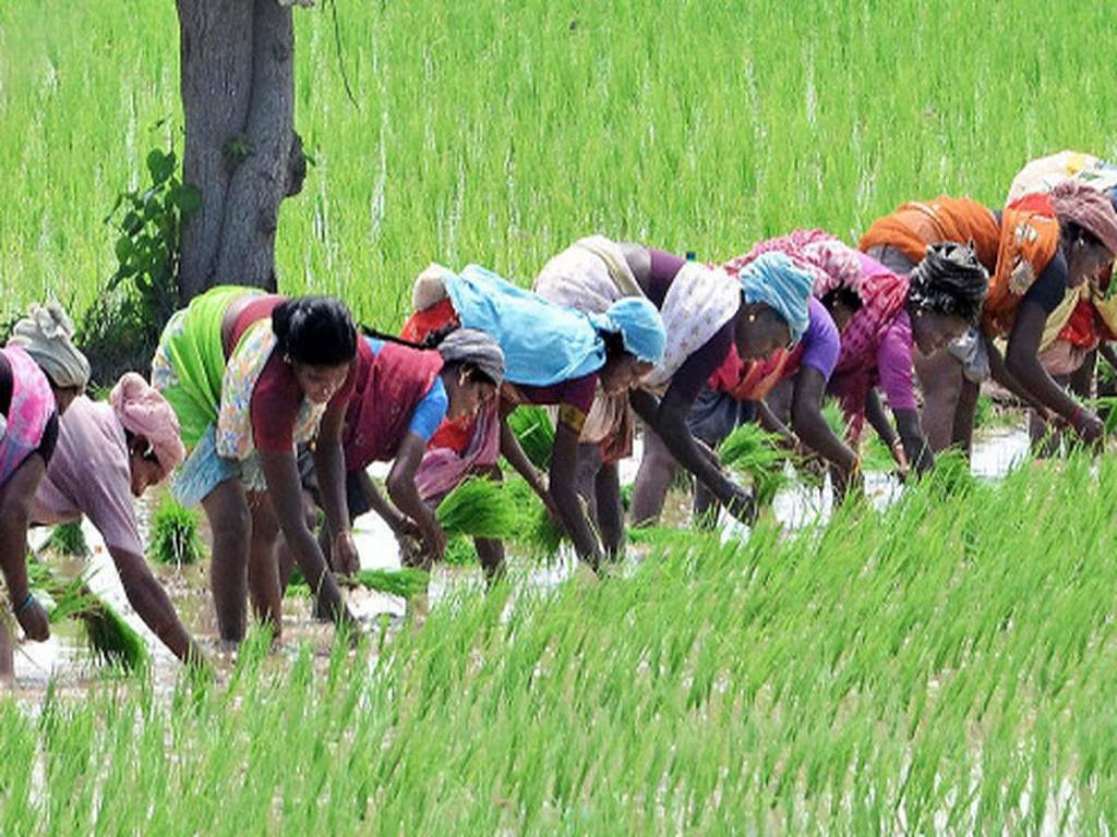 The government anticipates a similar enrollment of about 25 lakh farmers and coverage of 40 lakh acres to last year.