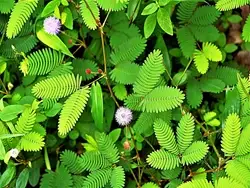 How to Grow and Care for ‘Touch Me Not Plant’: The Unique Sensitive Plant